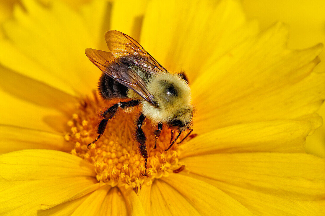 Carpenter Bee beim Nektarsammeln, Kentucky