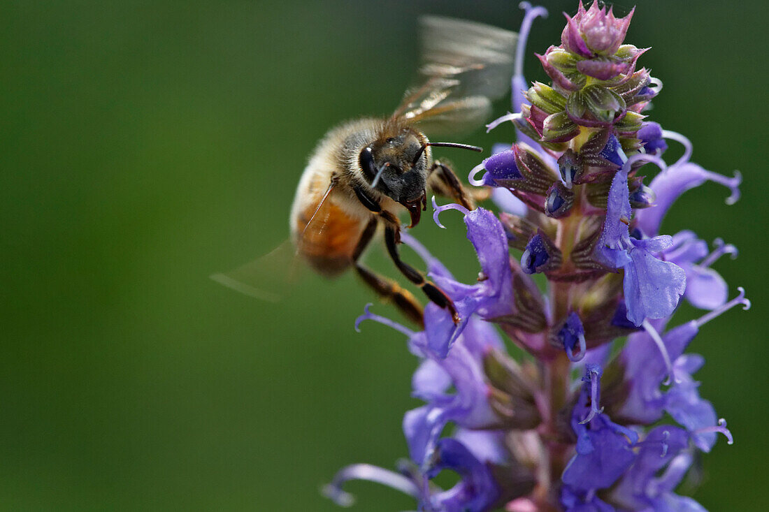 Honey bee collecting nectar, Apis mellifera, Kentucky