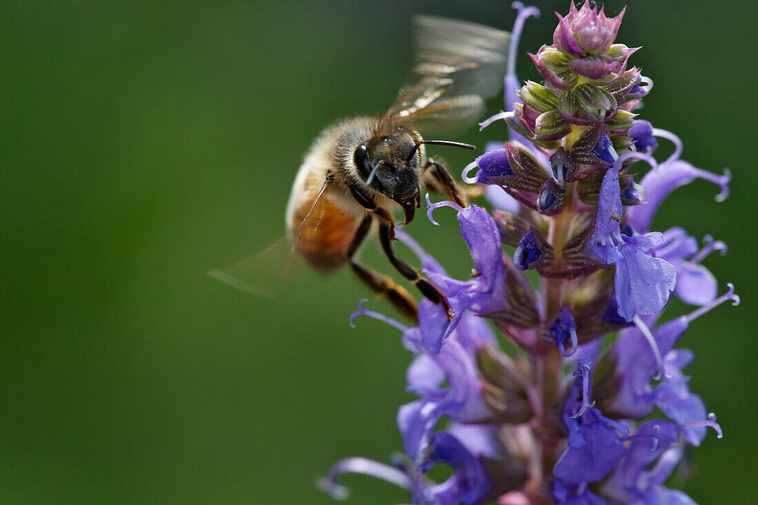 Honigbiene sammelt Nektar, Apis mellifera, Kentucky