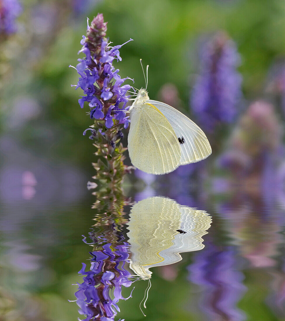 Cabbage White Butterfly and reflection, Pieris rapae, Louisville, Kentucky (Large format sizes available)