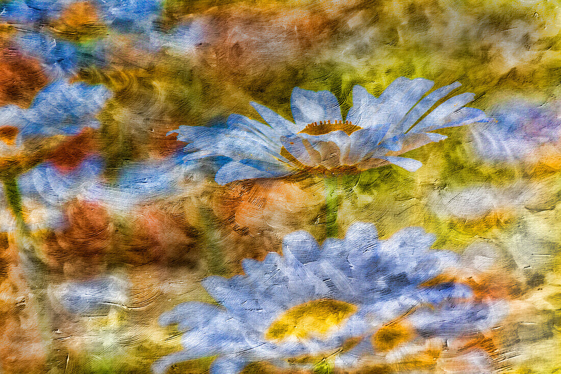 Composite image of Oxeye Daisy and texture, Louisville, Kentucky