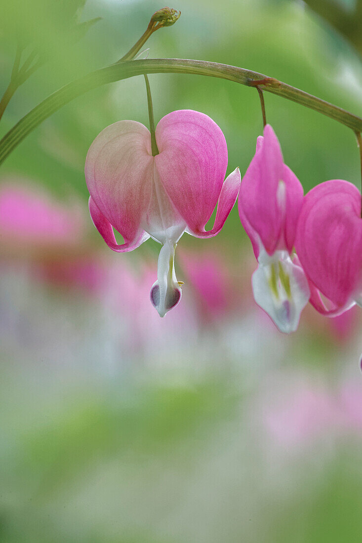 Frühlingsblumen des Blutenden Herzens, Creasey Mahan Nature Preserve, Kentucky