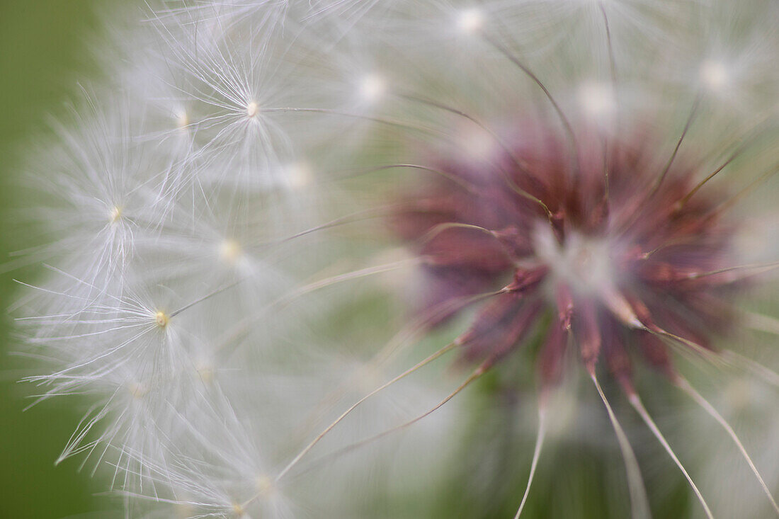 Close-up of dandelion seed head, Kentucky