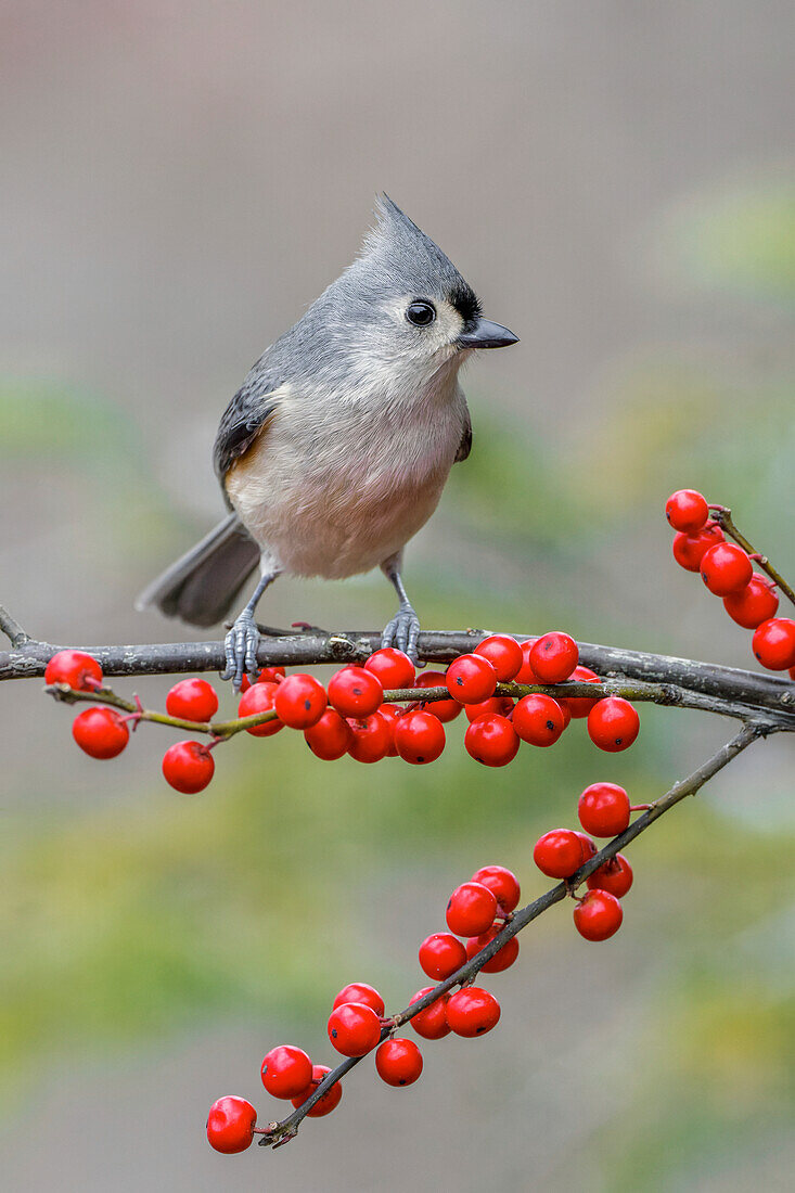 Haubenmeise und rote Beeren, Kentucky