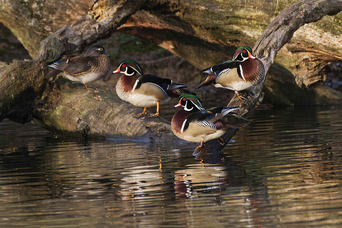 Male and female wood ducks, resting on fallen tree, Kentucky