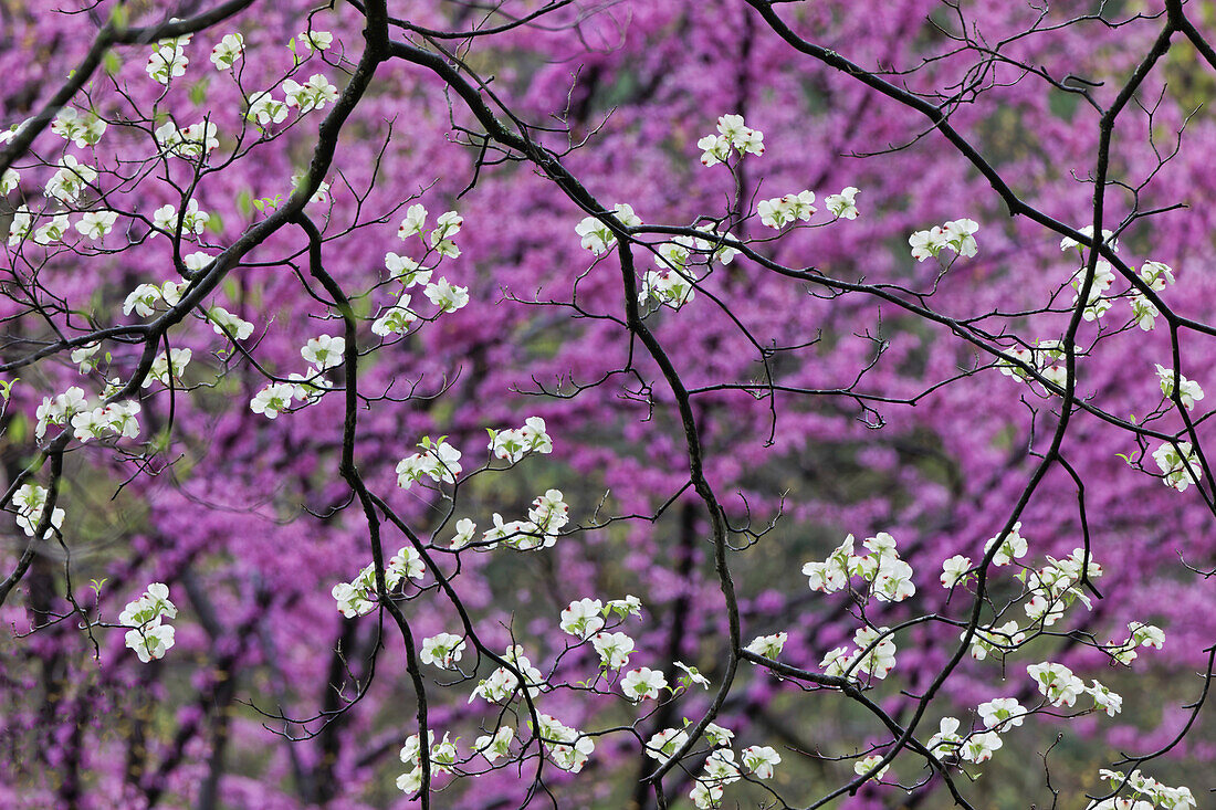 Blühender Hartriegel und entfernte Eastern Redbud, Kentucky