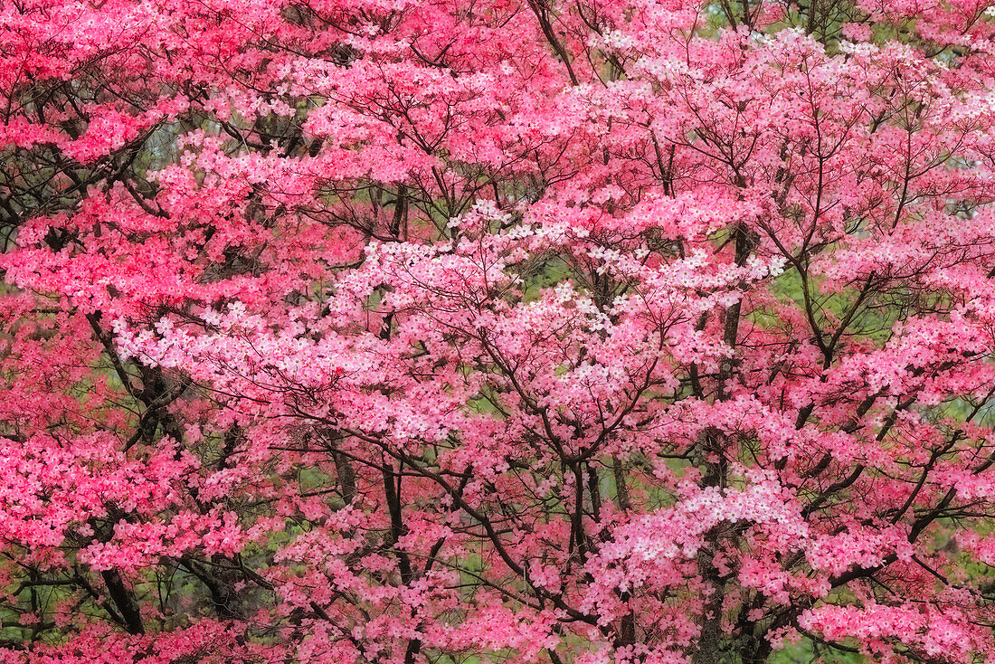 Weichzeichner-Ansicht eines großen, rosa blühenden Hartriegels in voller Blüte, Kentucky