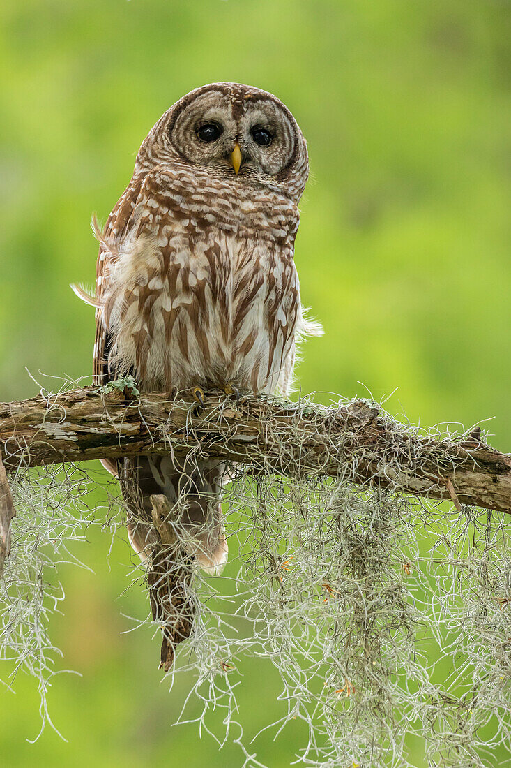 USA, Louisiana. Sperbereule auf einem Baumstamm