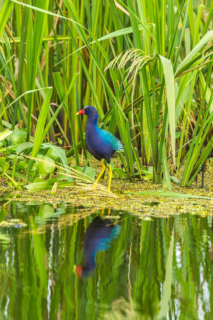 USA, Louisiana, Miller's Lake. Purple gallinule reflecting in water