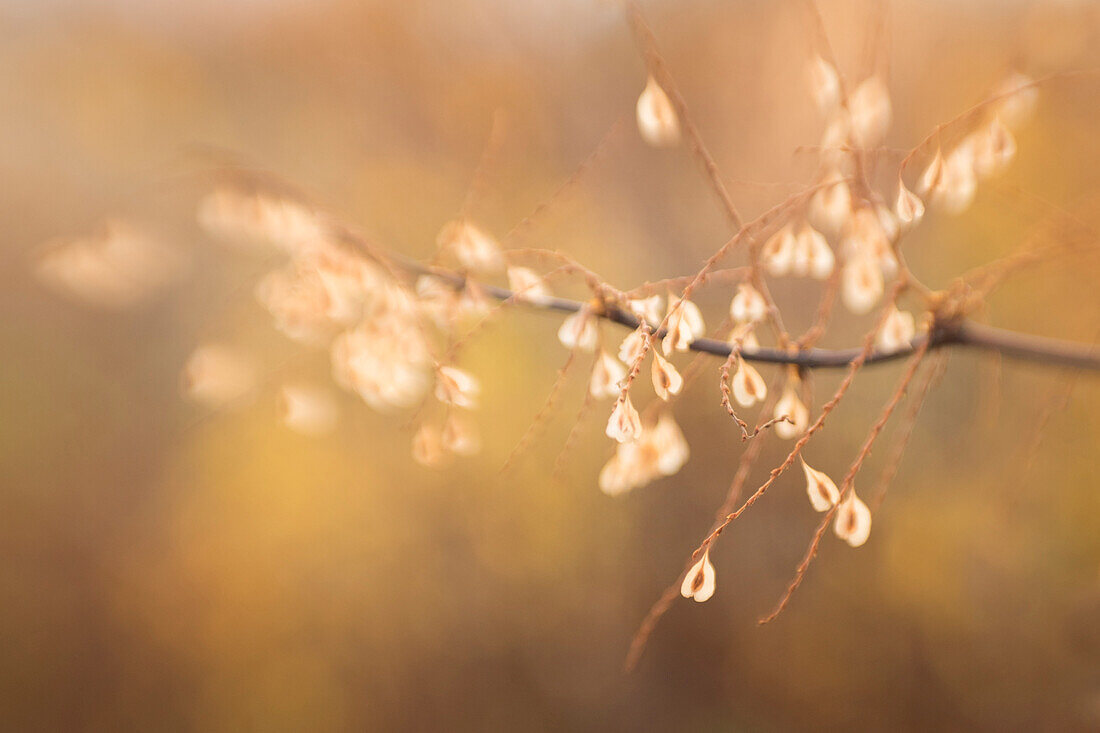 USA, Maine, Harpswell. Bamboo seeds close-up