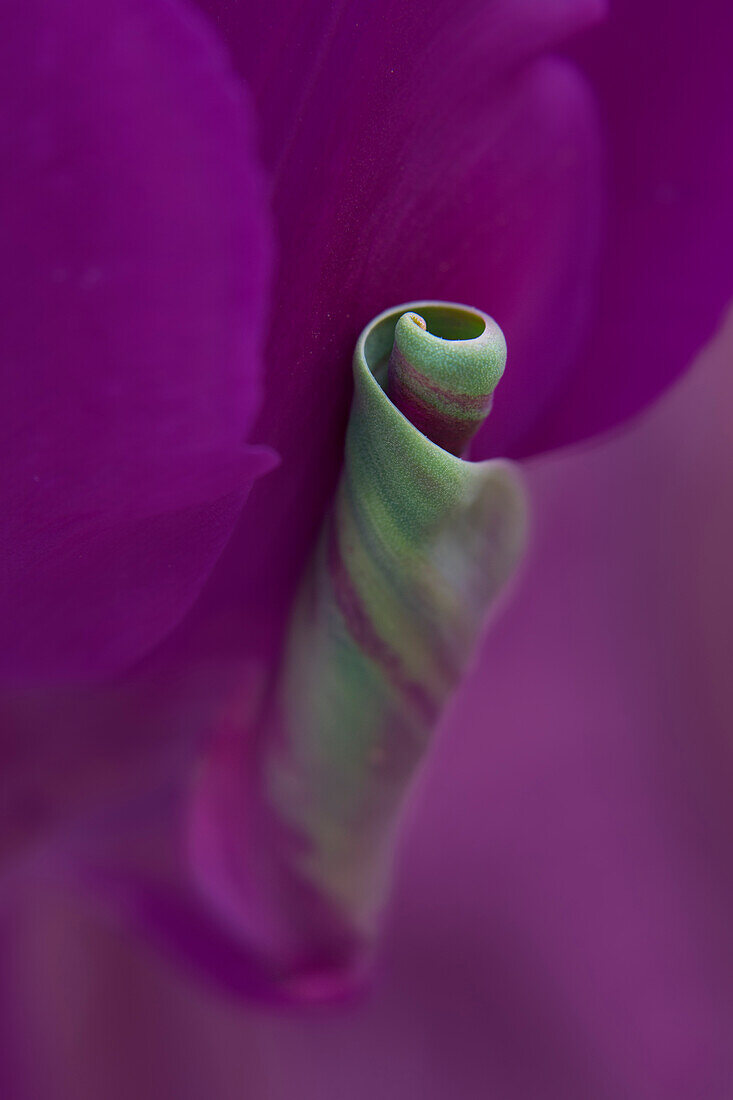 USA, Maine, Cape Elizabeth. Twisted tulip petal