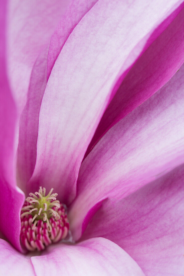 USA, Maine, Harpswell. Magnolia flower interior