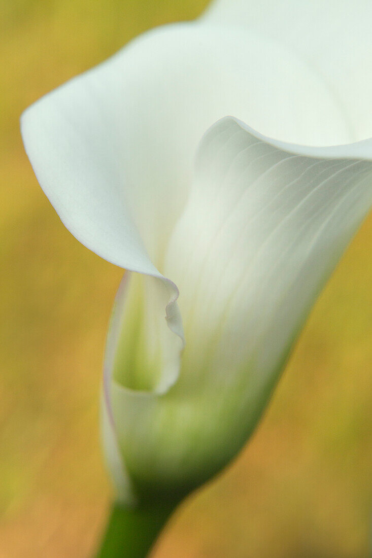 USA, Maine, Harpswell. Weiße Calla-Lilie