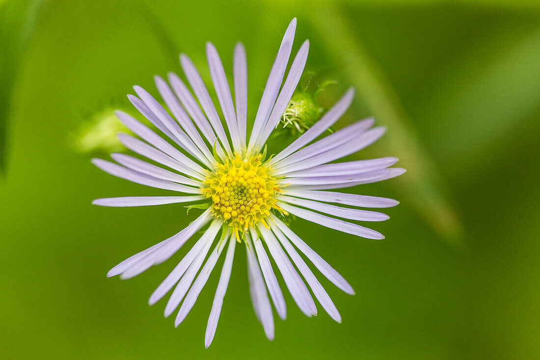 Purple-stemmed aster, Symphyotrichum puniceum, growing on the Reed Plantation in Reed, Maine.