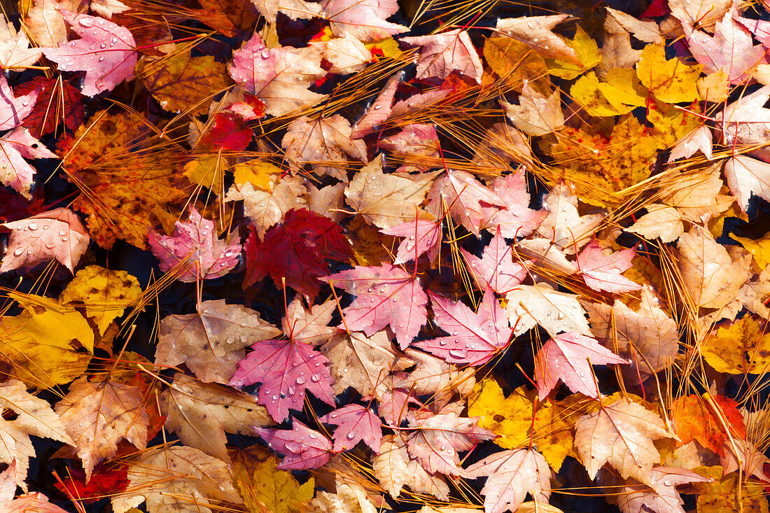 USA, Maine, Acadia National Park, Fall leaves with water drops in Acadia National Park.
