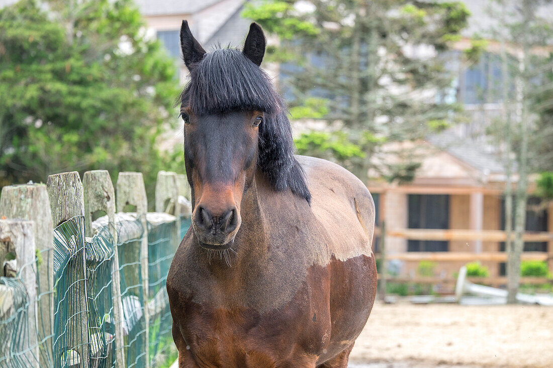 Pferd, Madaket, Nantucket, Massachusetts, USA