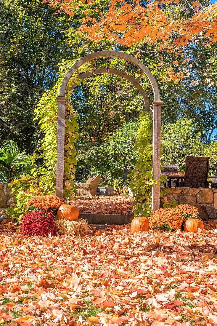 Kürbis und Mums, Herbstlaub, Reading, Massachusetts, USA (Pr)