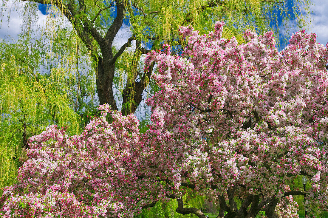 Spring blossoms at the Public Garden, Boston, Massachusetts, USA