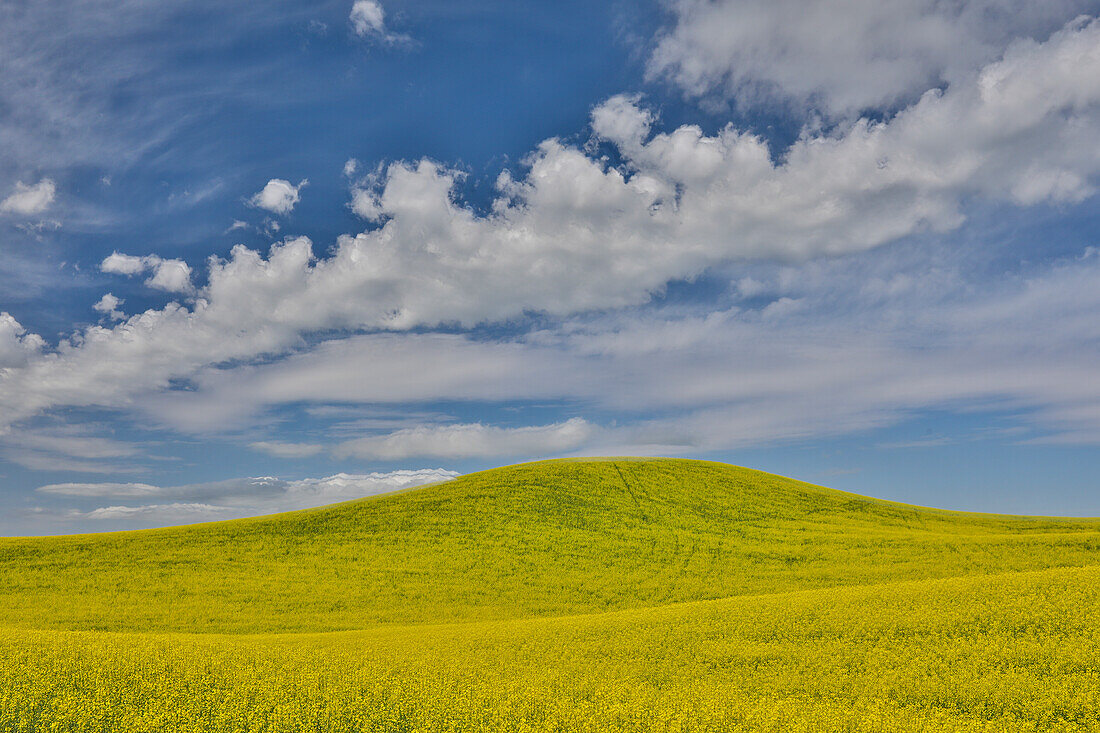 Large field of canola on the Washington State and Idaho border near Estes, Idaho