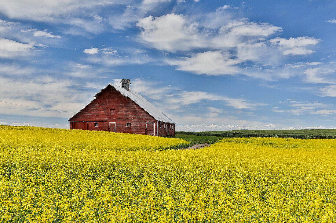 Red barn in canola field near Genesee, Idaho.