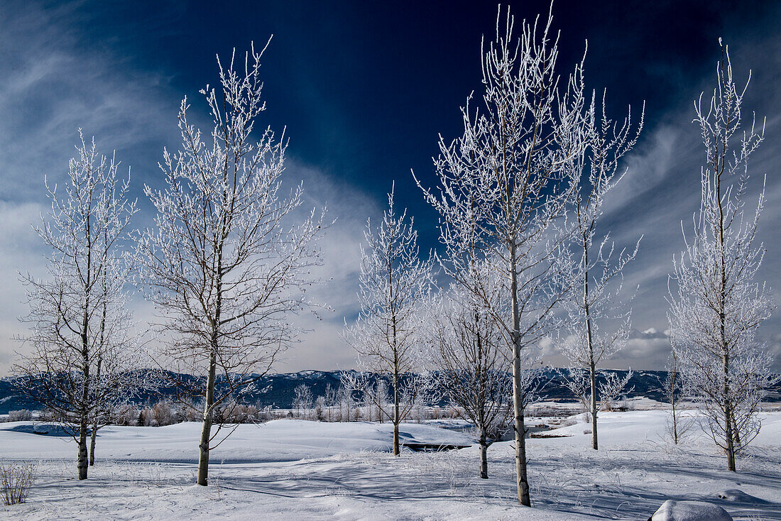 USA. Idaho. Winter landscape of frosted aspen trees, Teton Valley, Driggs, Idaho