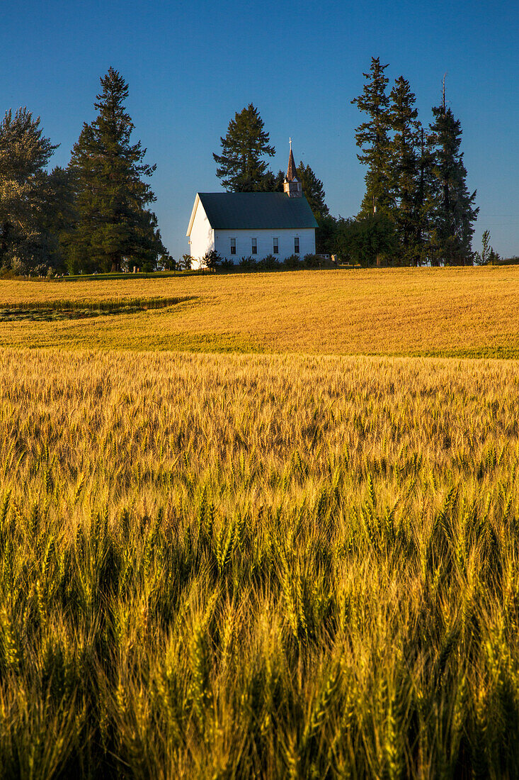 USA, Idaho, Freeze Community Church, Freeze, Idaho on the hill surrounded by harvest Wheat