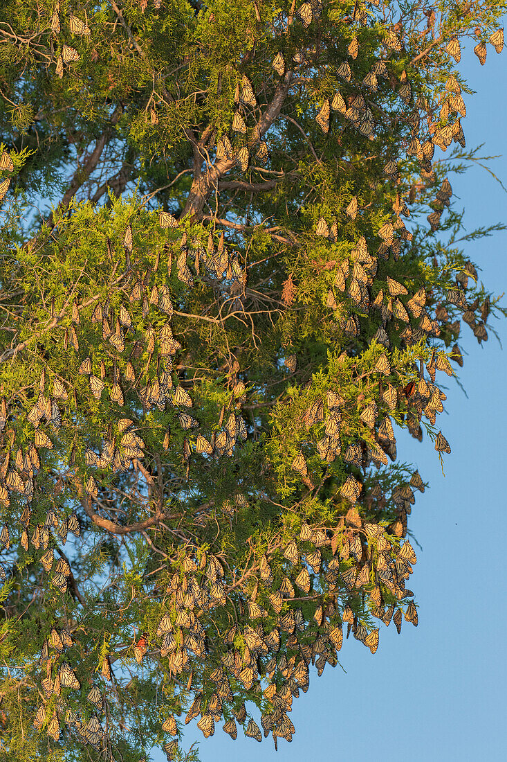 Monarchfalter (Danus plexippus) auf dem Schlafplatz in der Östlichen Rotzeder (Juniperus virginiana), Prairie Ridge State Natural Area, Marion County, Illinois