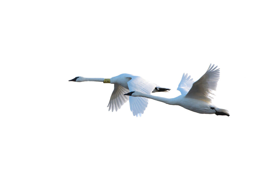 Trumpeter Swans in flight (Cygnus buccinator) on white background, Marion County, Illinois