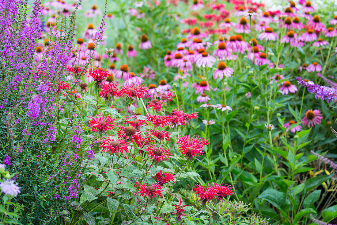 Flower garden (Purple Coneflowers, Red Bee Balm, Purple Lythrum) Marion County, Illinois