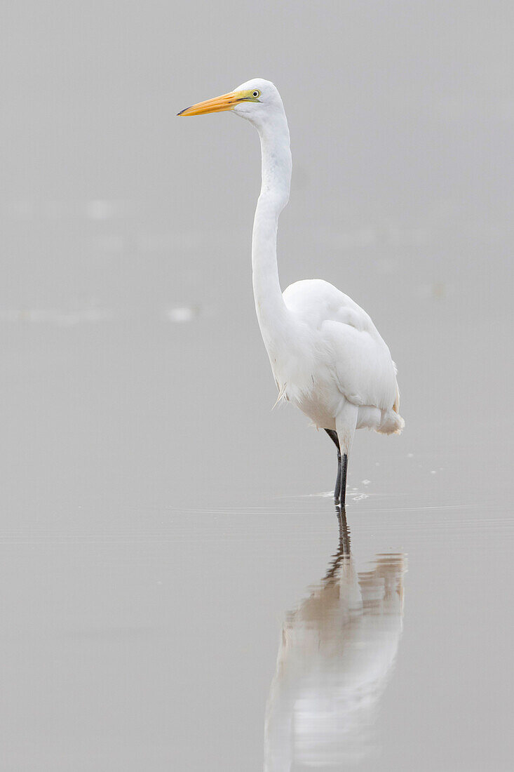 Great Egret (Ardea alba) feeding in wetland in fog, Marion County, Illinois