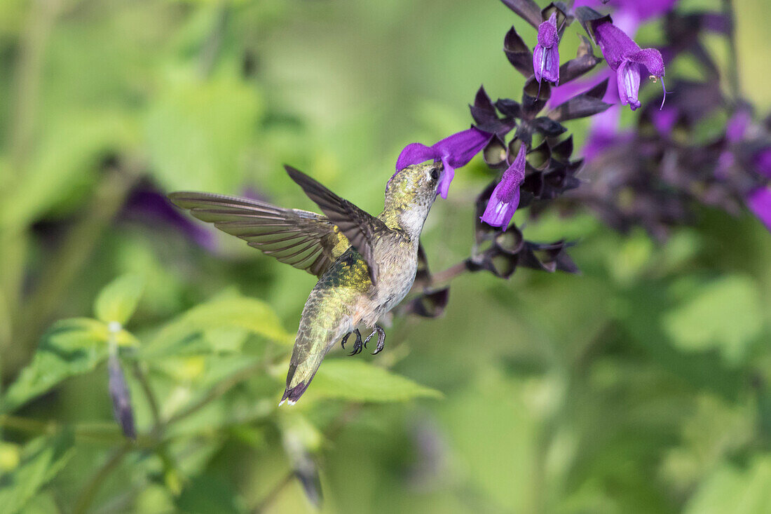 Ruby-throated Hummingbird (Archilochus colubris) at Amistad Salvia (Salvia amistad) in Marion County, Illinois