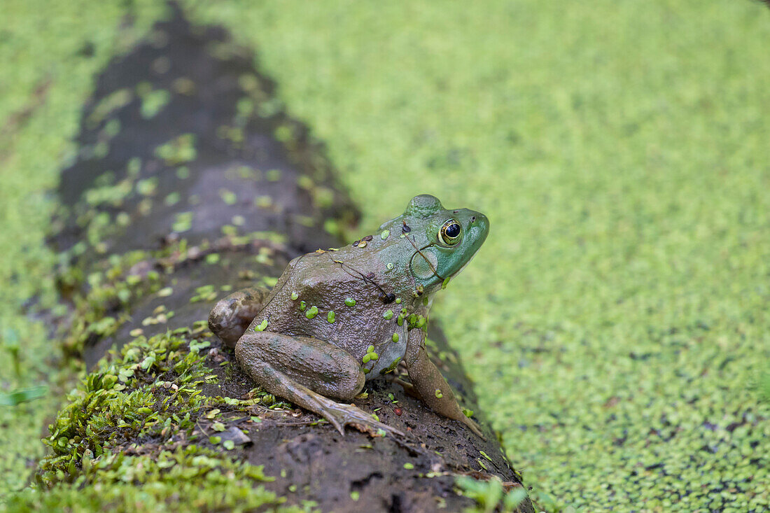 American Bullfrog (Lithobates catesbeianus) in pond with duckweed Marion County, Illinois