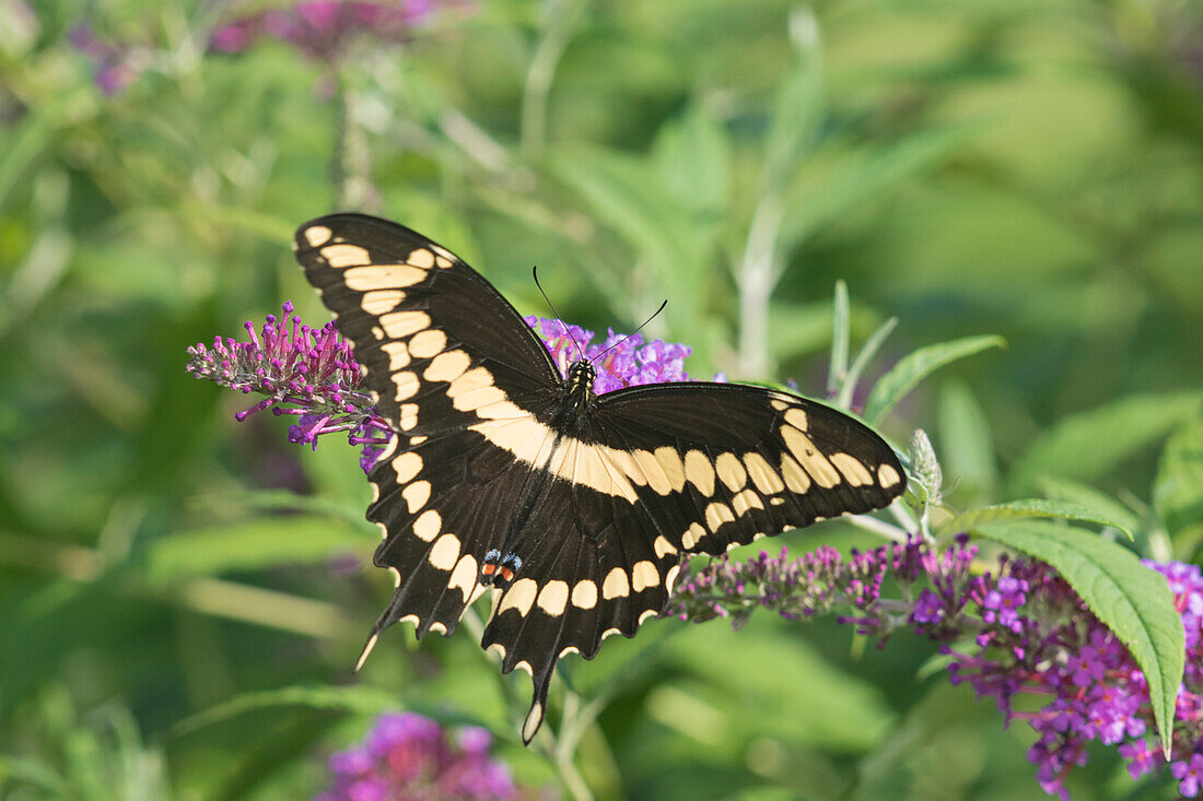 Riesiger Schwalbenschwanz (Papilio Cresphontes) auf Schmetterlingsflieder (Buddleja davidii) Marion County, Illinois