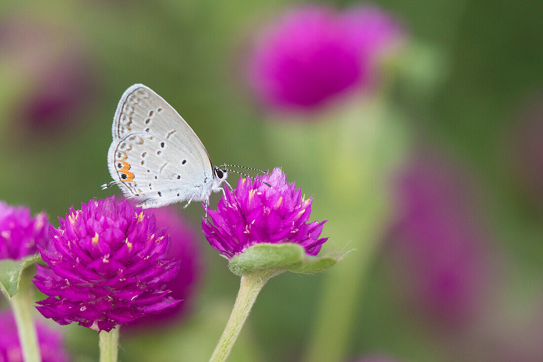 Eastern Tailed-Blue (Everes Comyntas) on Globe Amaranth (Gomphrena globosa) Marion County, Illinois