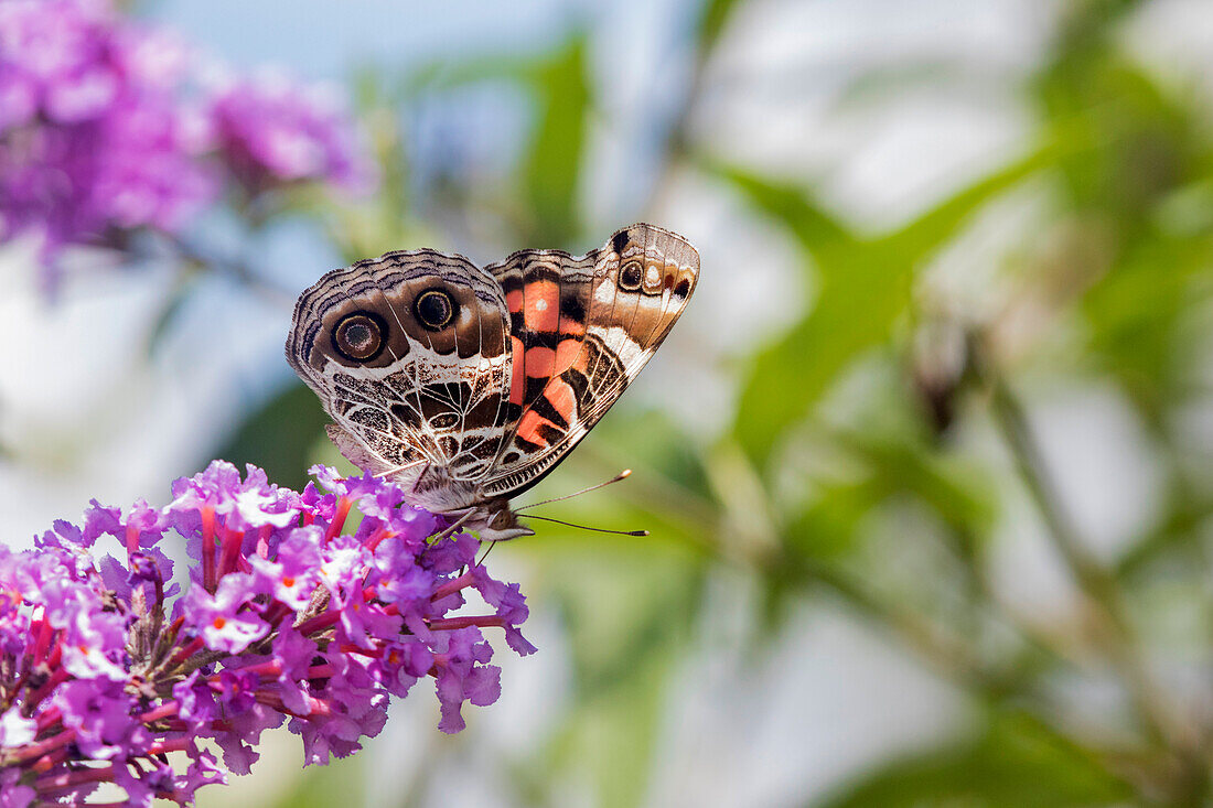Amerikanische Dame (Vanessa virginiensis) auf Schmetterlingsflieder (Buddleja davidii) Marion County, Illinois