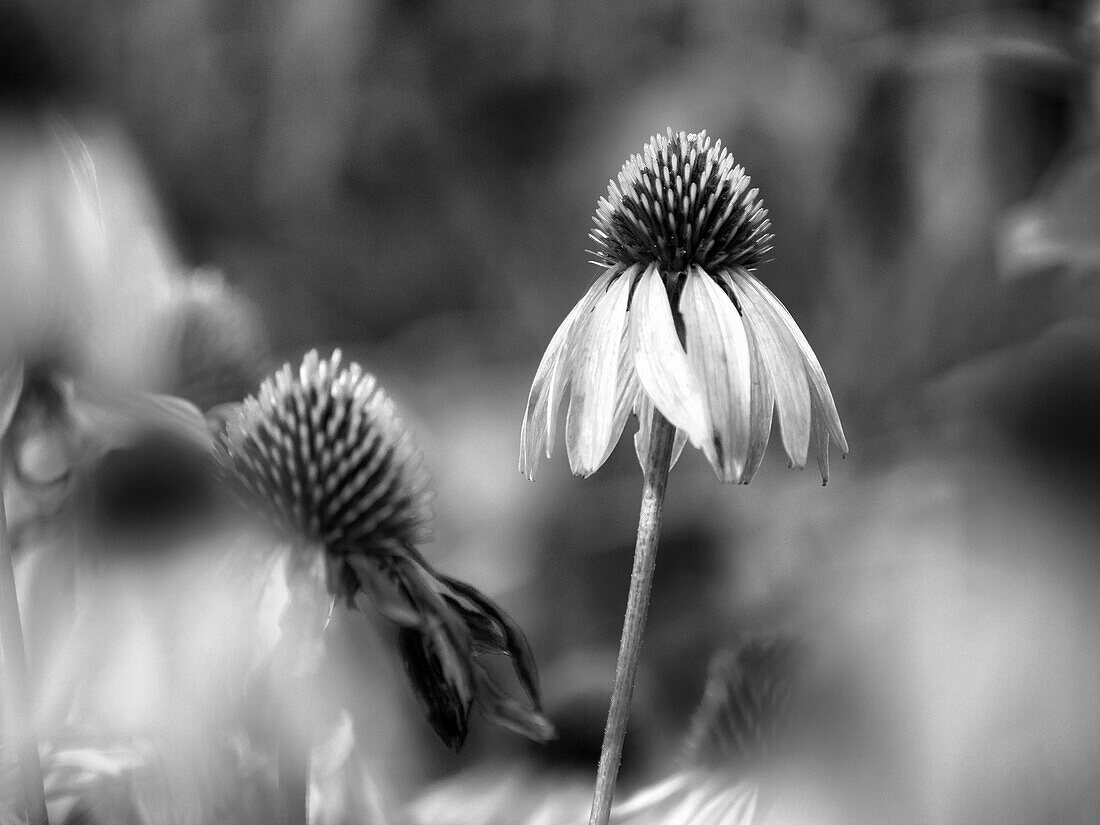 Purple coneflower, black and white, Day Preserve, Illinois