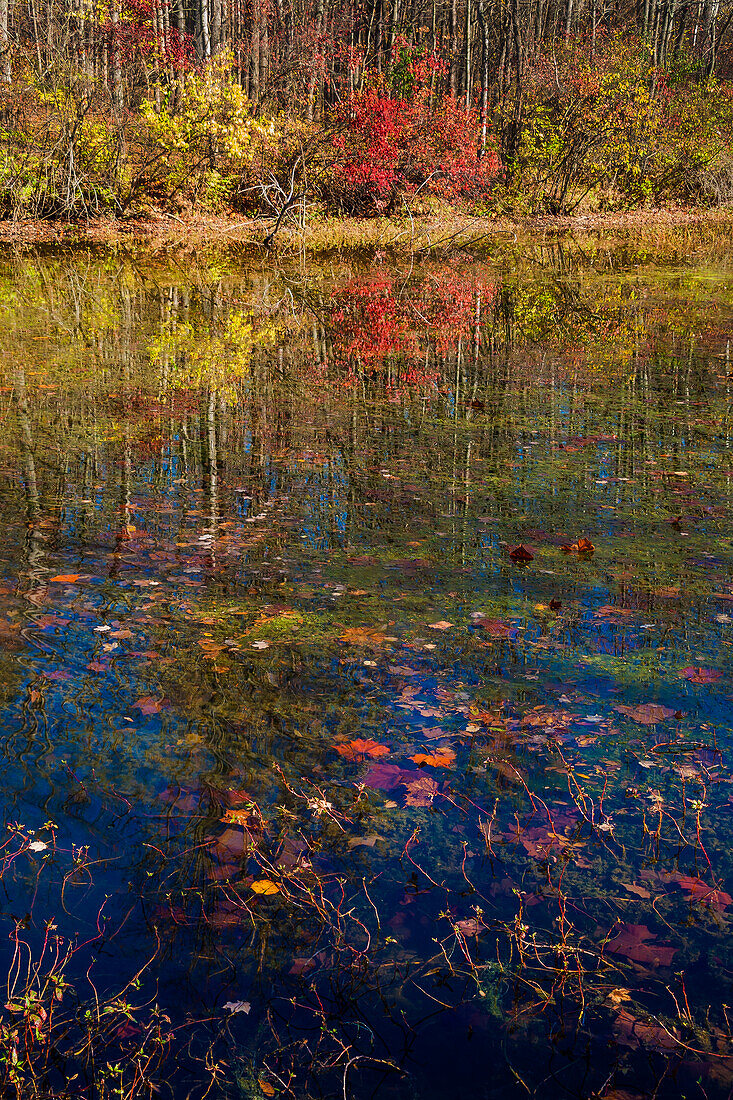 Fall foliage reflection in lake water