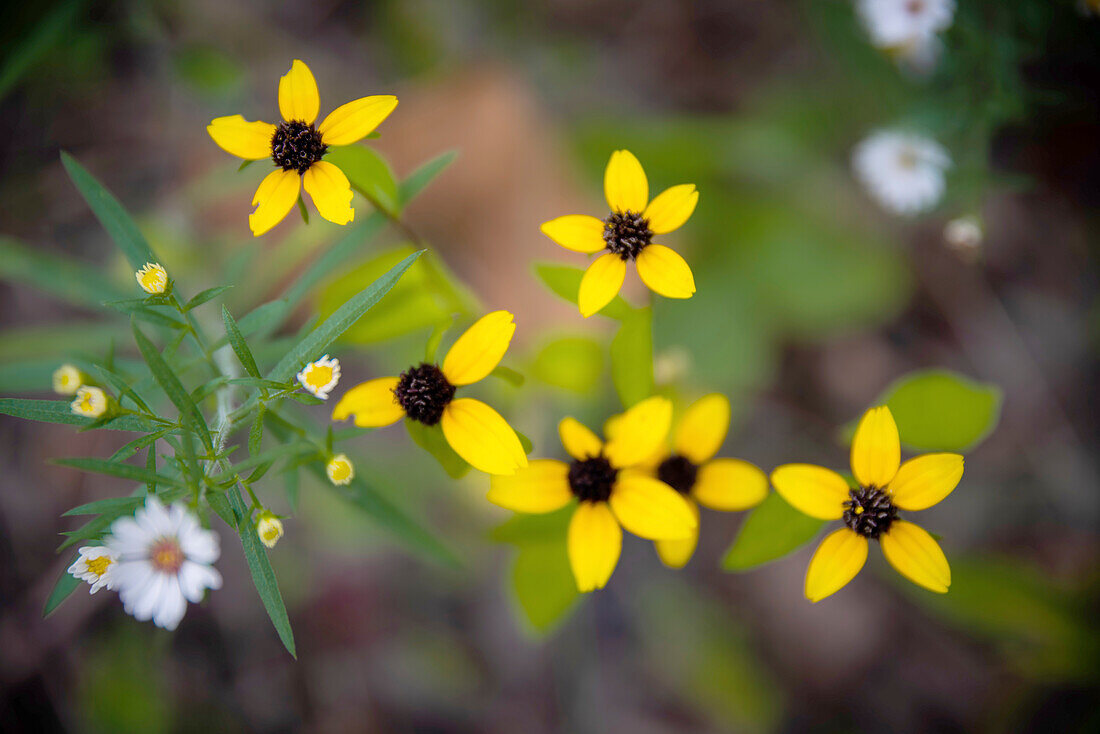 Wildflowers, France Park, Indiana, USA.