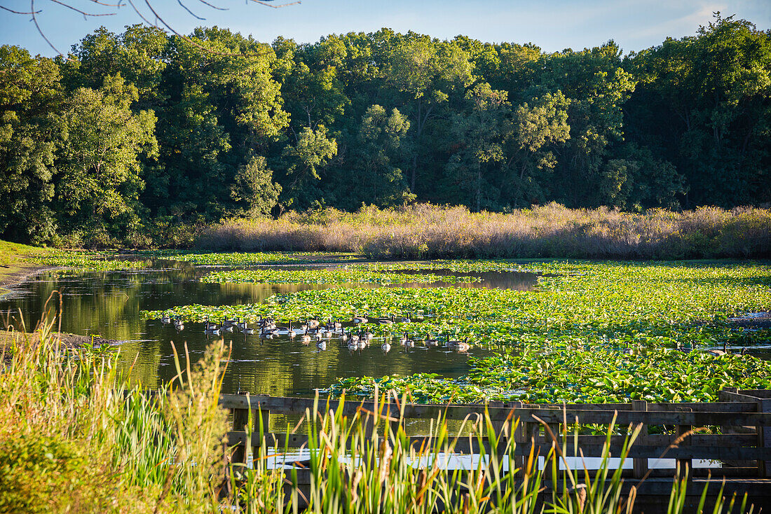 Seerosenteich, Tippecanoe State Park, Indiana, USA.