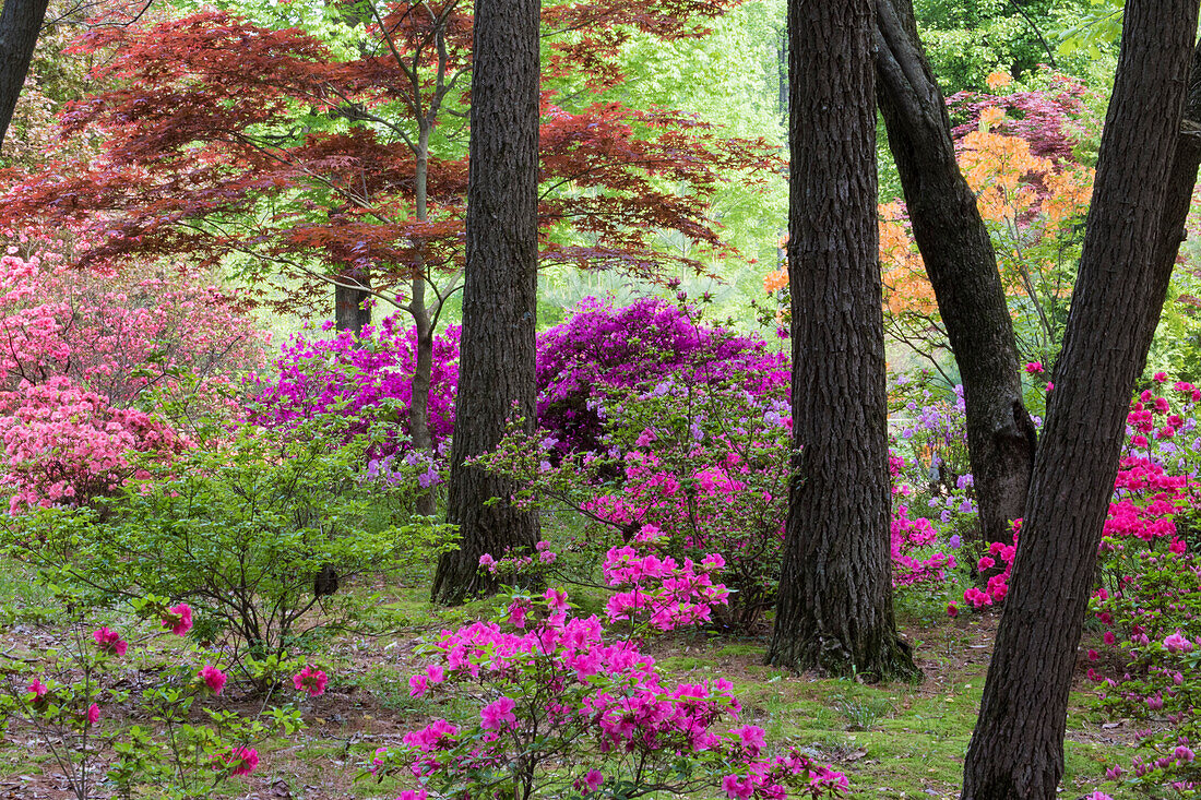 Azaleas and Japanese Maples at Azalea Path Arboretum & Botanical Gardens, Hazleton, Indiana