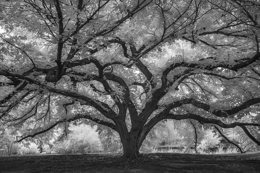 Branches reaching out on a grand tree in Botanica, Wichita, Kansas.