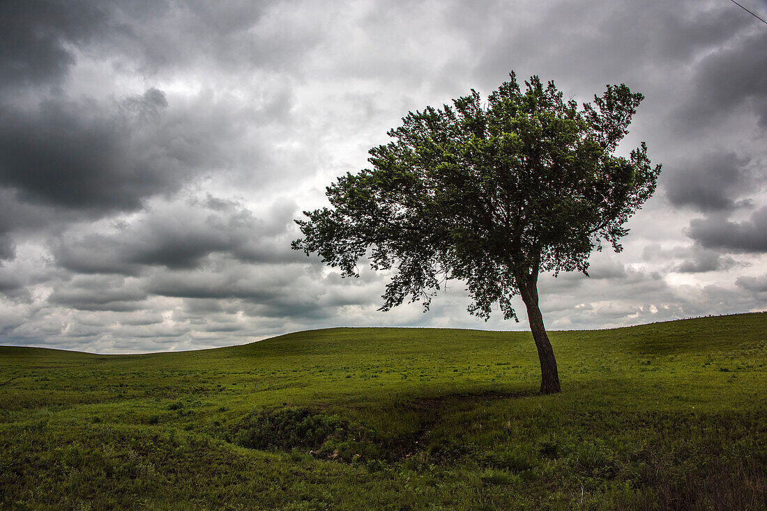 A single tree seen in the rolling Flint Hills of Kansas.