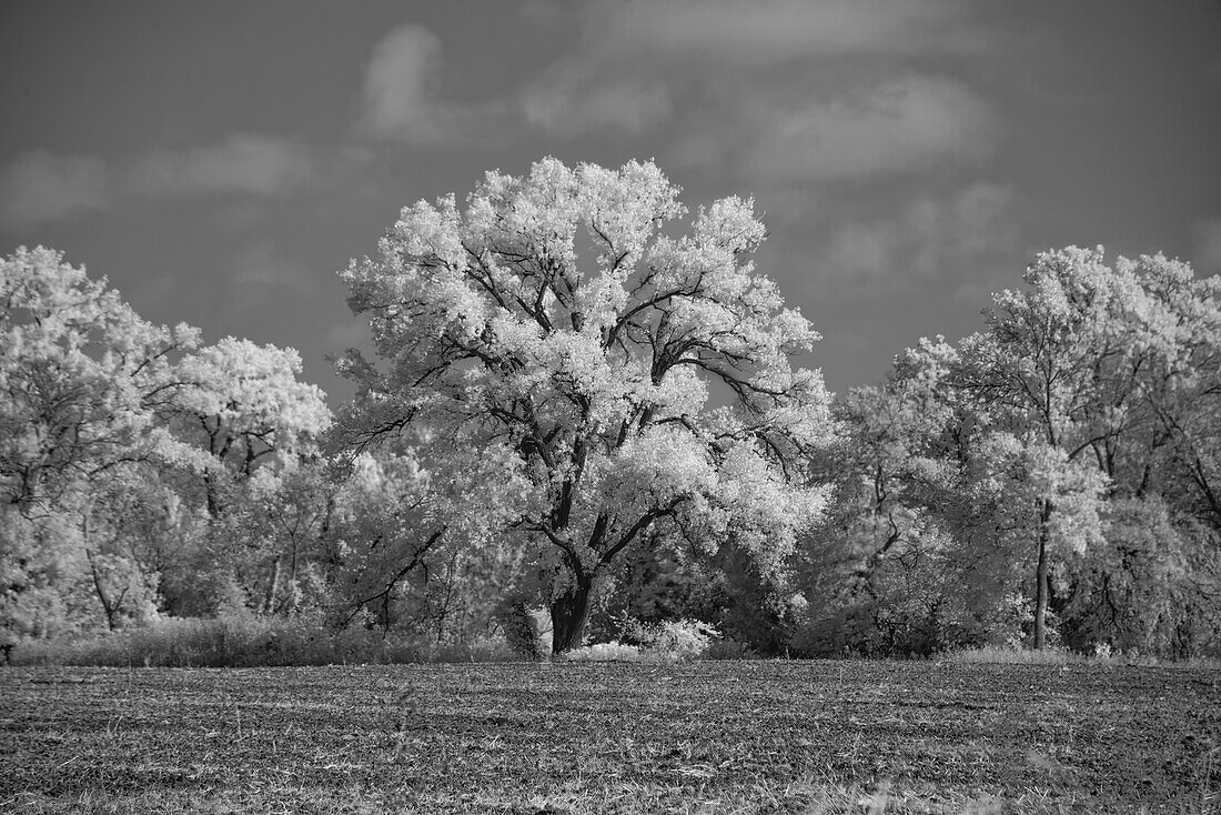 Großer Cottonwood-Baum dominiert die anderen Bäume am Rande eines Feldes