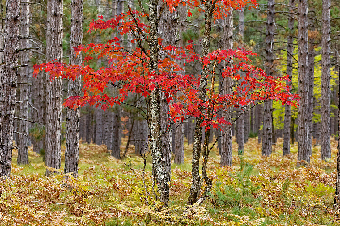 Ahornbäume in Herbstfarben, Hiawatha National Forest, Obere Halbinsel von Michigan.