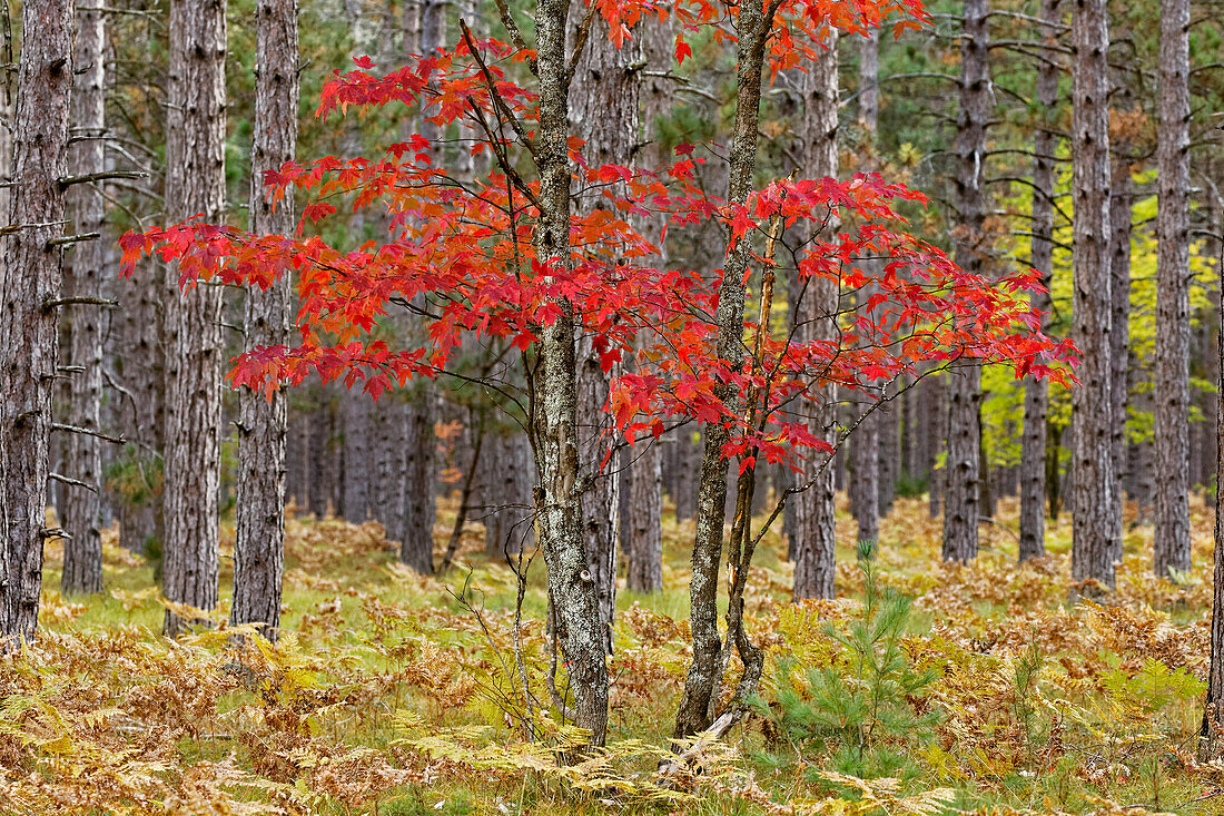 Maple trees in fall colors, Hiawatha National Forest, Upper Peninsula of Michigan.