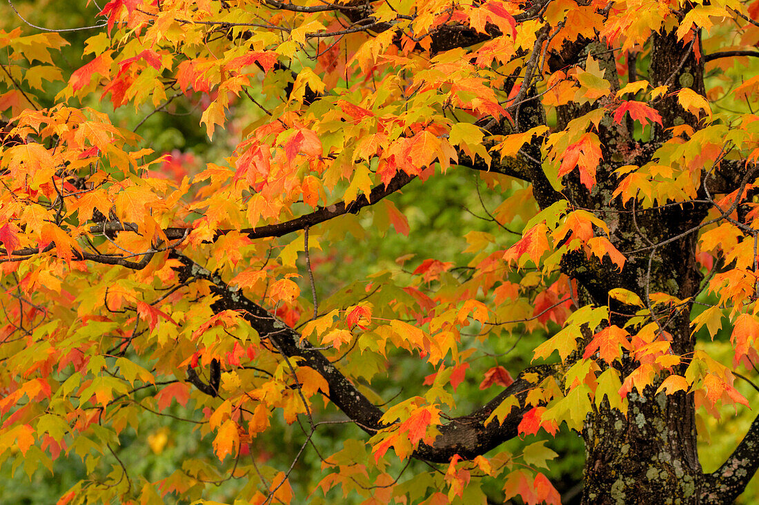 Nahaufnahme eines Ahornbaums mit Herbstfärbung, Obere Halbinsel von Michigan, Hiawatha National Forest, Michigan
