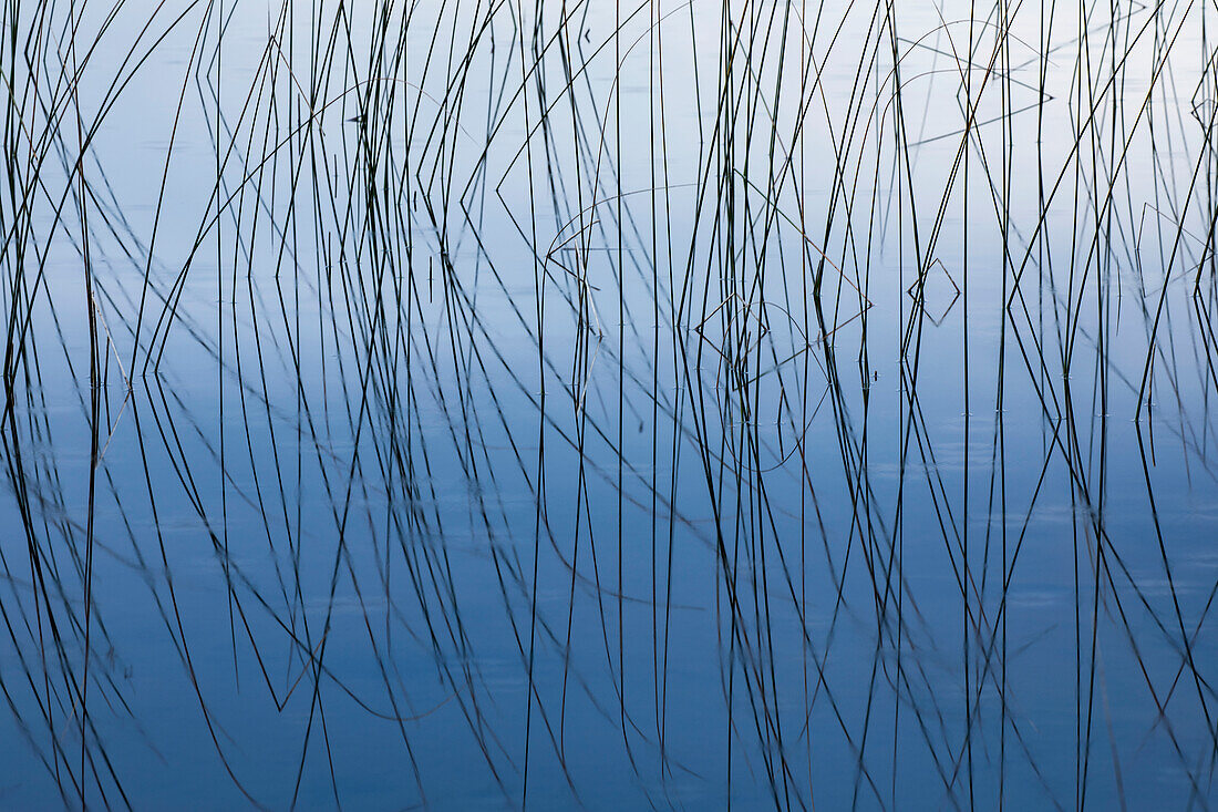 Reeds and reflection Thornton Lake, Hiawatha National Forest, Upper Peninsula of Michigan.