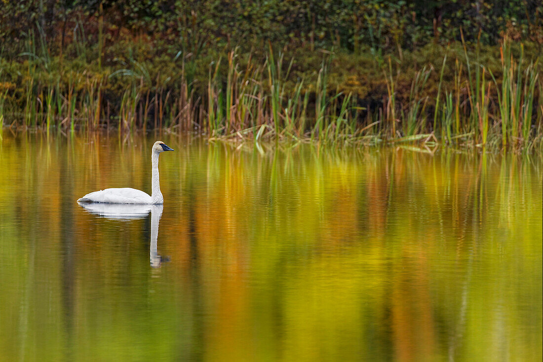 Herbstfarben und Trompeterschwan, Council Lake, Hiawatha National Forest, Obere Halbinsel von Michigan.