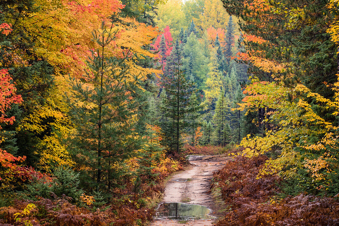 Straße durch den Hiawatha National Forest und Herbstfarben, Obere Halbinsel von Michigan