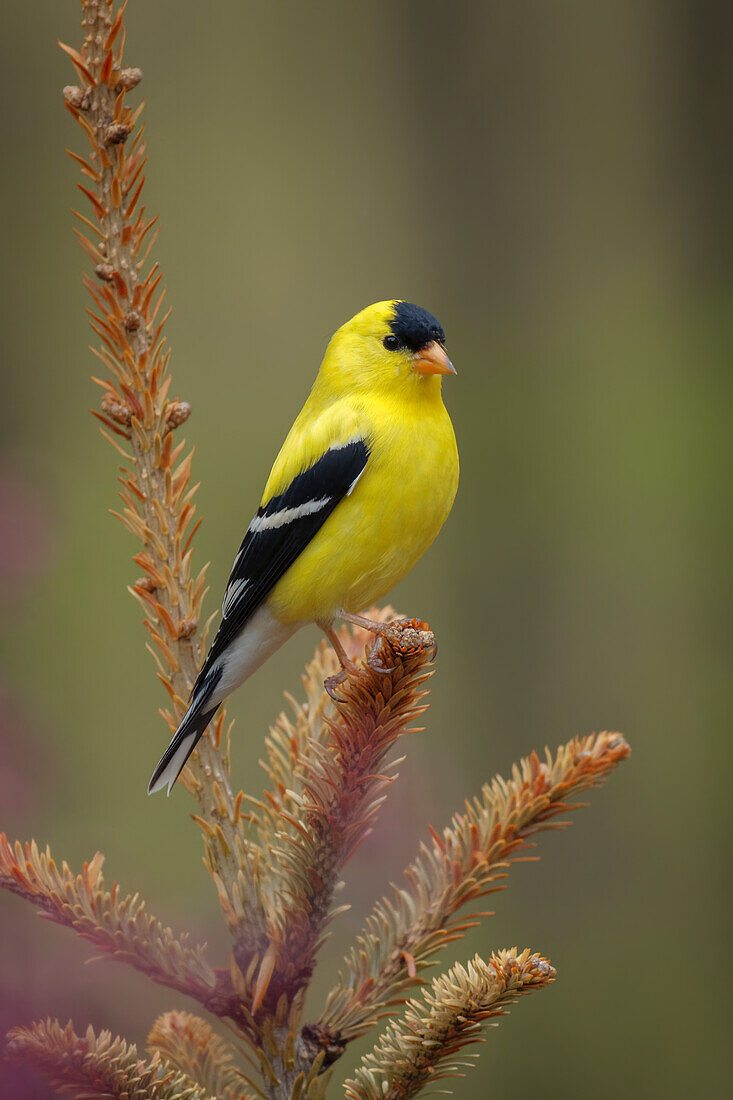 Male American Goldfinch in breeding plumage, Michigan.